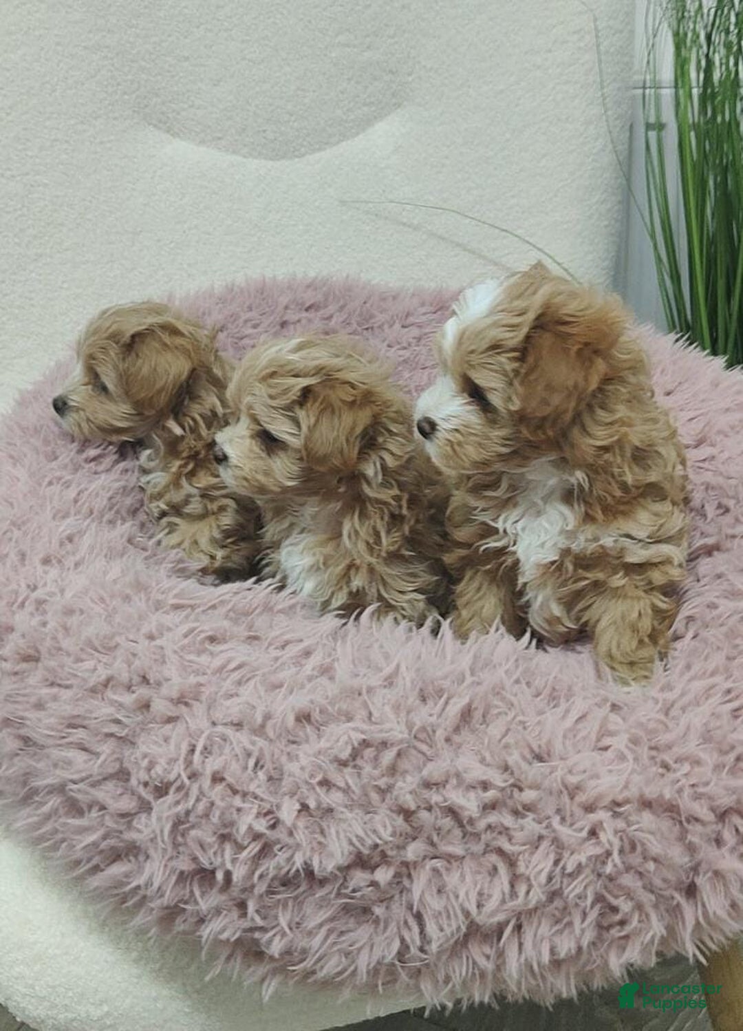 Maltipoo dogs for sale: Ella - Ad 6