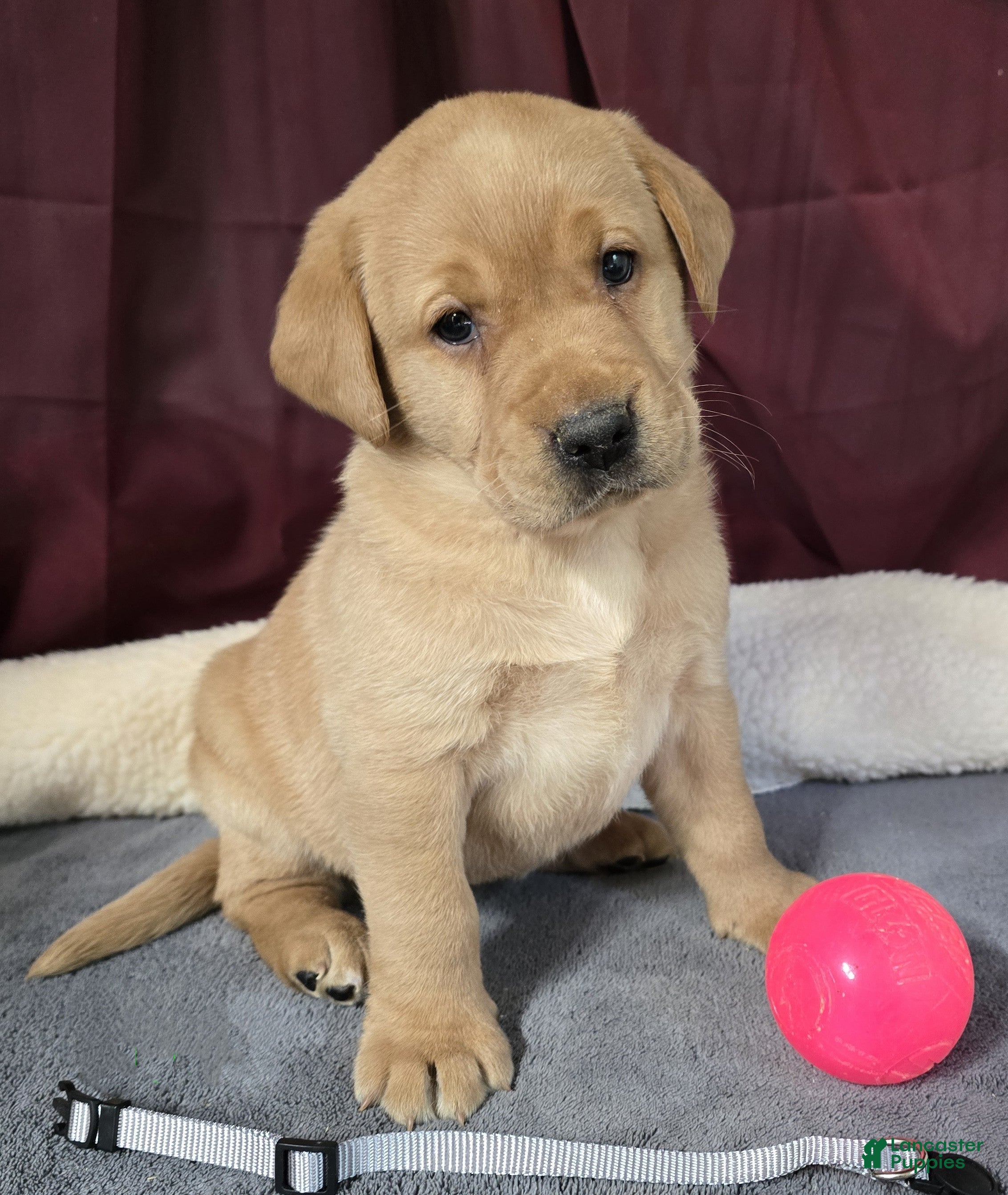 Labrador Retriever dogs Labrador Retriever Puppy Green Collar - Ad 2