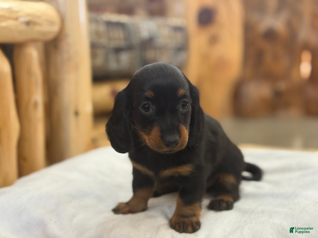 Miniature Dachshund dogs for sale: Pixie - Ad 7
