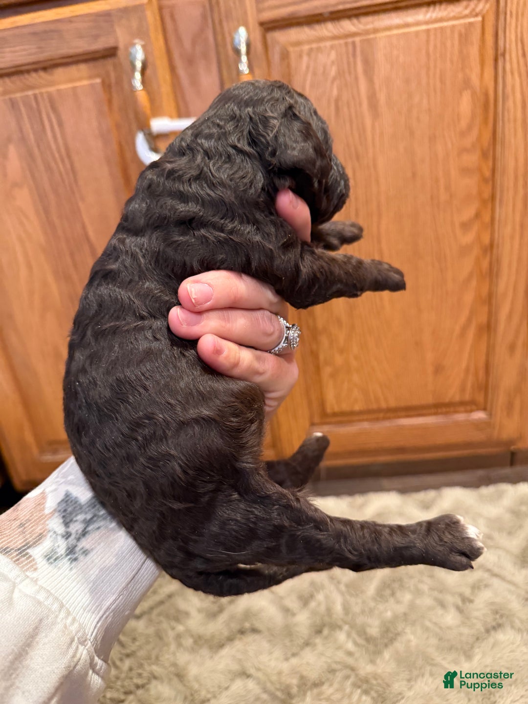 Goldendoodle dogs for sale: Marky - Ad 6