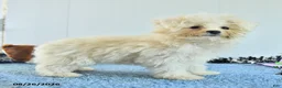 Pomapoo dogs for sale: Hermione - Ad 10
