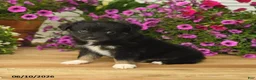 Toy Australian Shepherd dogs for sale: Anthony - Ad 4