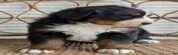 Bernese Mountain Dog dogs for sale: Hazel - Ad 4