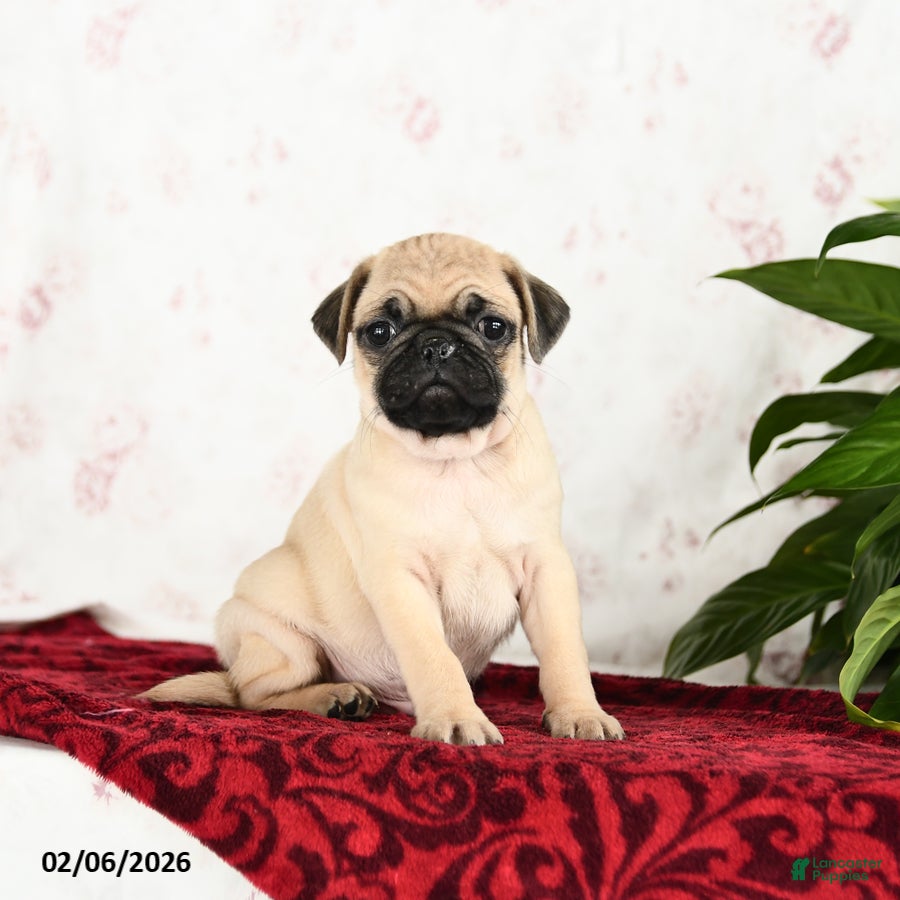 Pug dogs Teddy - Ad 13