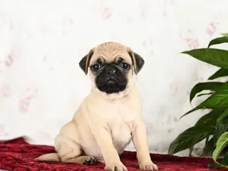 Pug dogs Teddy - Ad 13