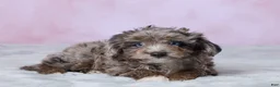 Aussiedoodle dogs for sale: Dallas - Ad 5