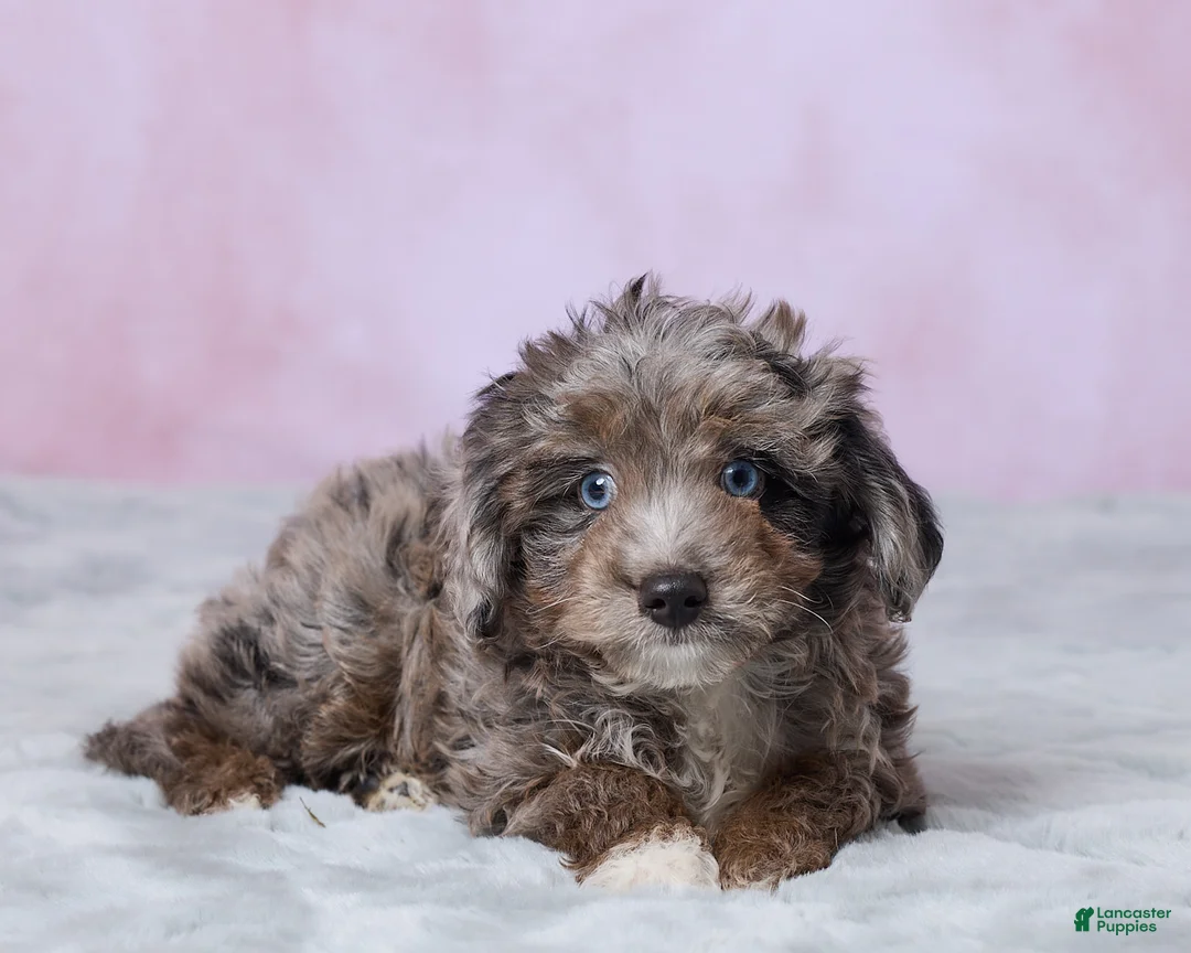 Aussiedoodle dogs for sale: Dallas - Ad 5