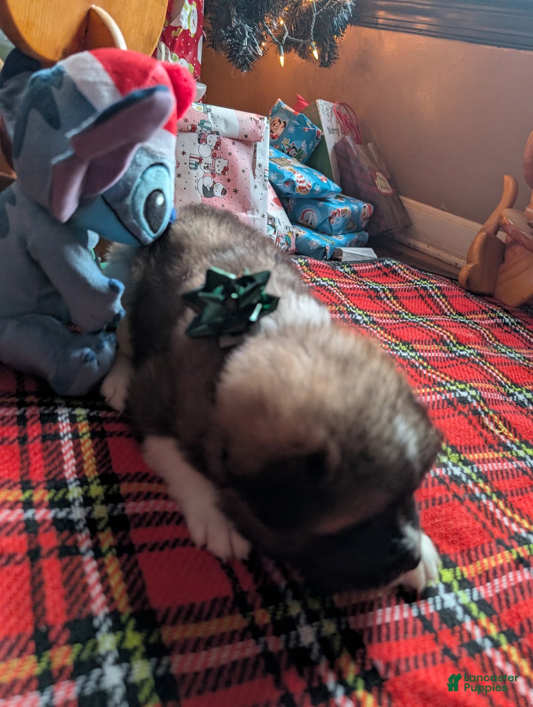 Akita dogs for sale: Akita Puppy 6 - Ad 1