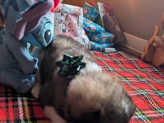 Akita dogs Akita Puppy 6 - Ad 20