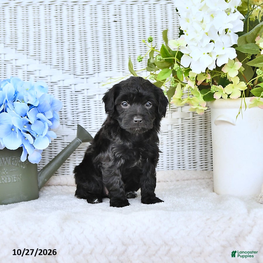 Mini Aussiedoodle dogs for sale: Sally - Ad 2