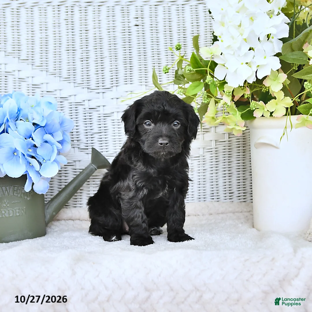 Mini Aussiedoodle dogs for sale: Sally - Ad 2
