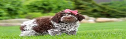 Lagotto Romagnolo dogs for sale: Maisie - Ad 6