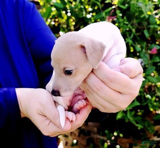 Italian Greyhound dogs Santiago - Ad 1