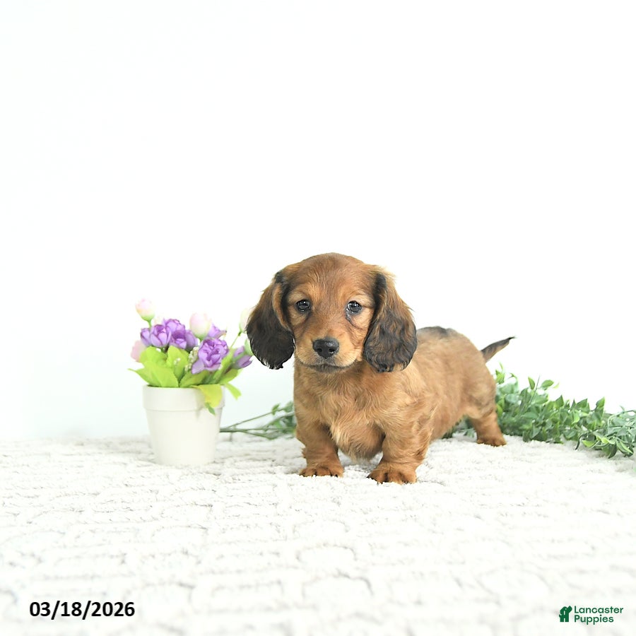 Miniature Dachshund dogs Rowan - Ad 1