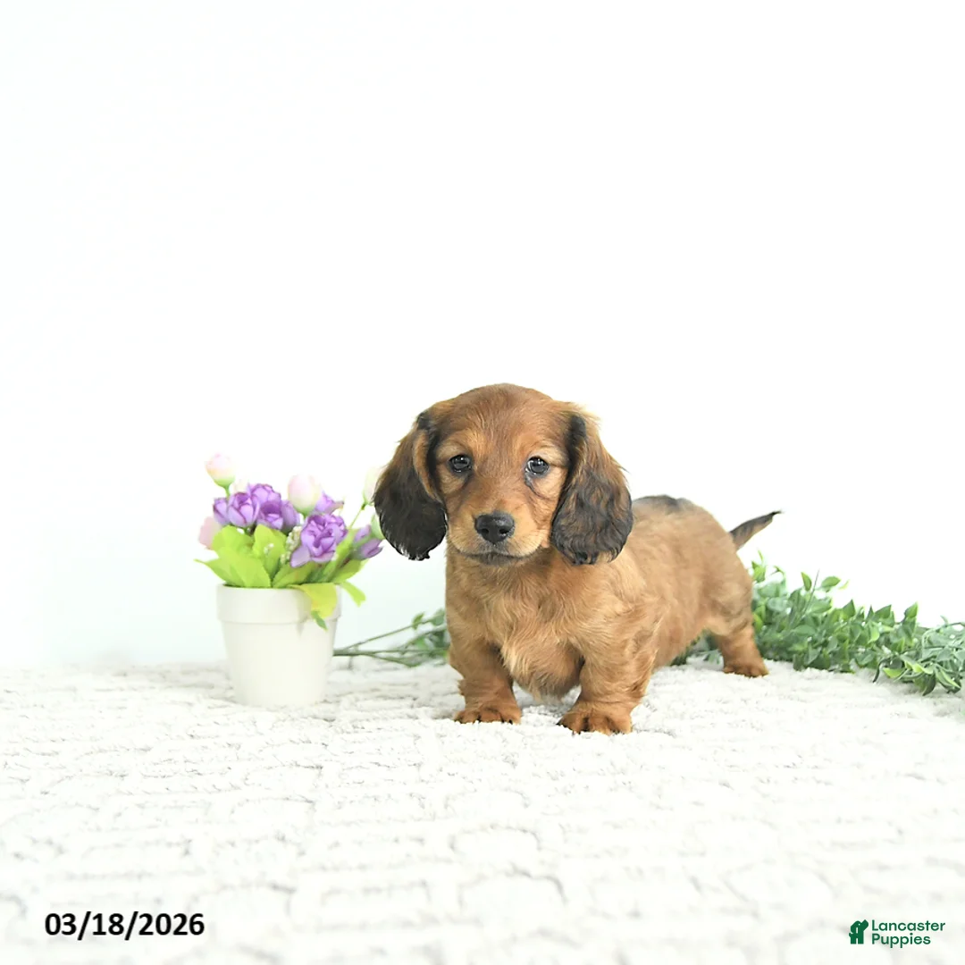 Miniature Dachshund dogs for sale: Rowan - Ad 1
