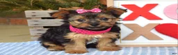 Yorkshire Terrier dogs for sale: Petunia - Ad 7