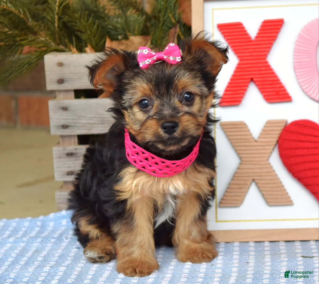 Yorkshire Terrier dogs for sale: Petunia - Ad 7