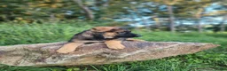 German Shepherd dogs for sale:  Thora - Ad 6