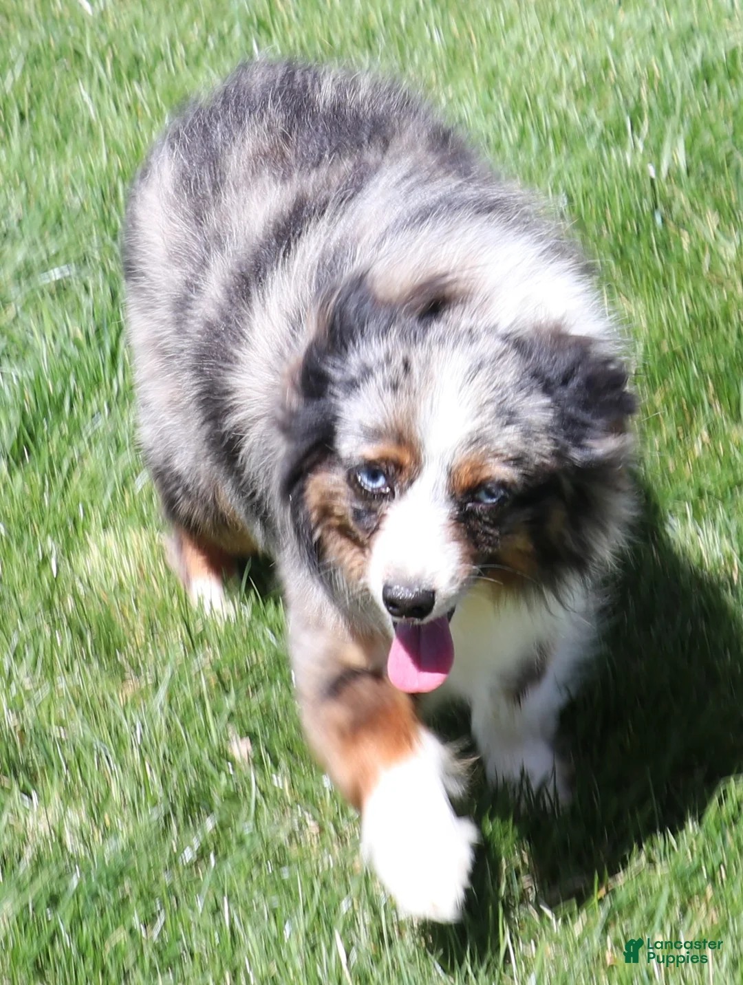 Toy Australian Shepherd dogs for sale: Drake - Ad 2