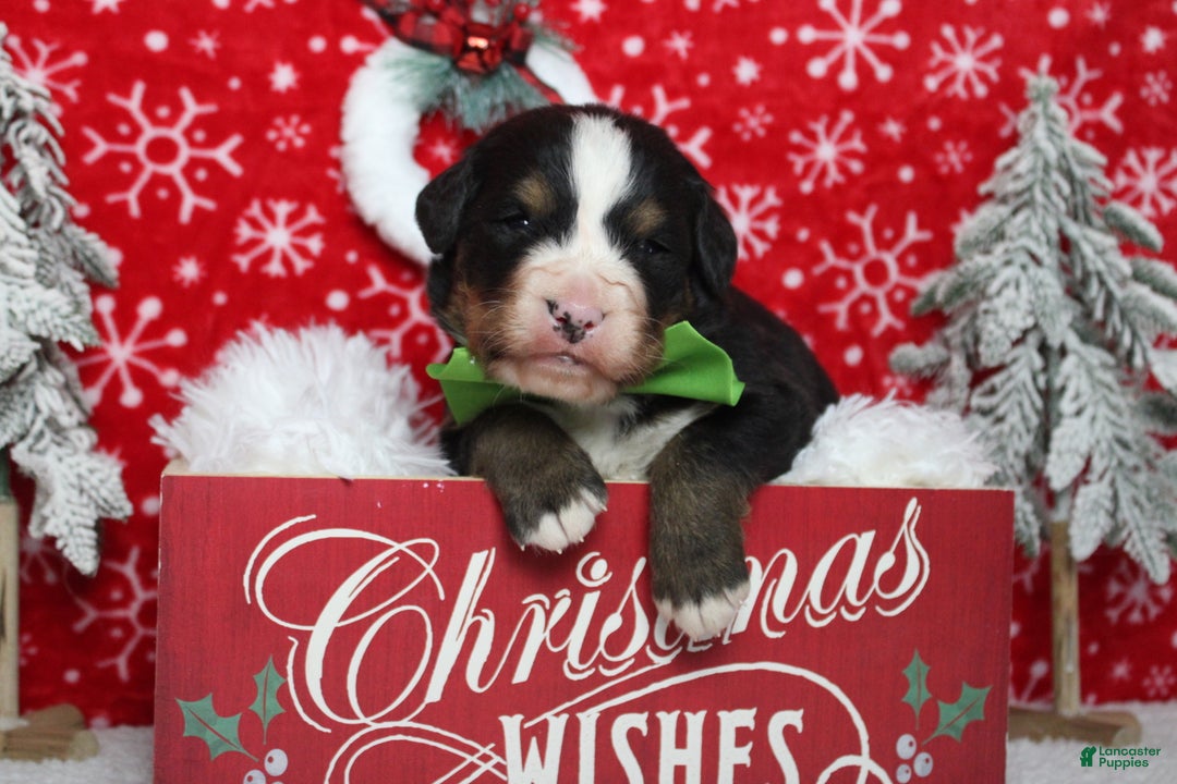 Bernese Mountain Dog dogs for sale: Simba  - Ad 1