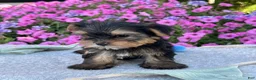 Yorkshire Terrier dogs for sale: Ivy - Ad 14
