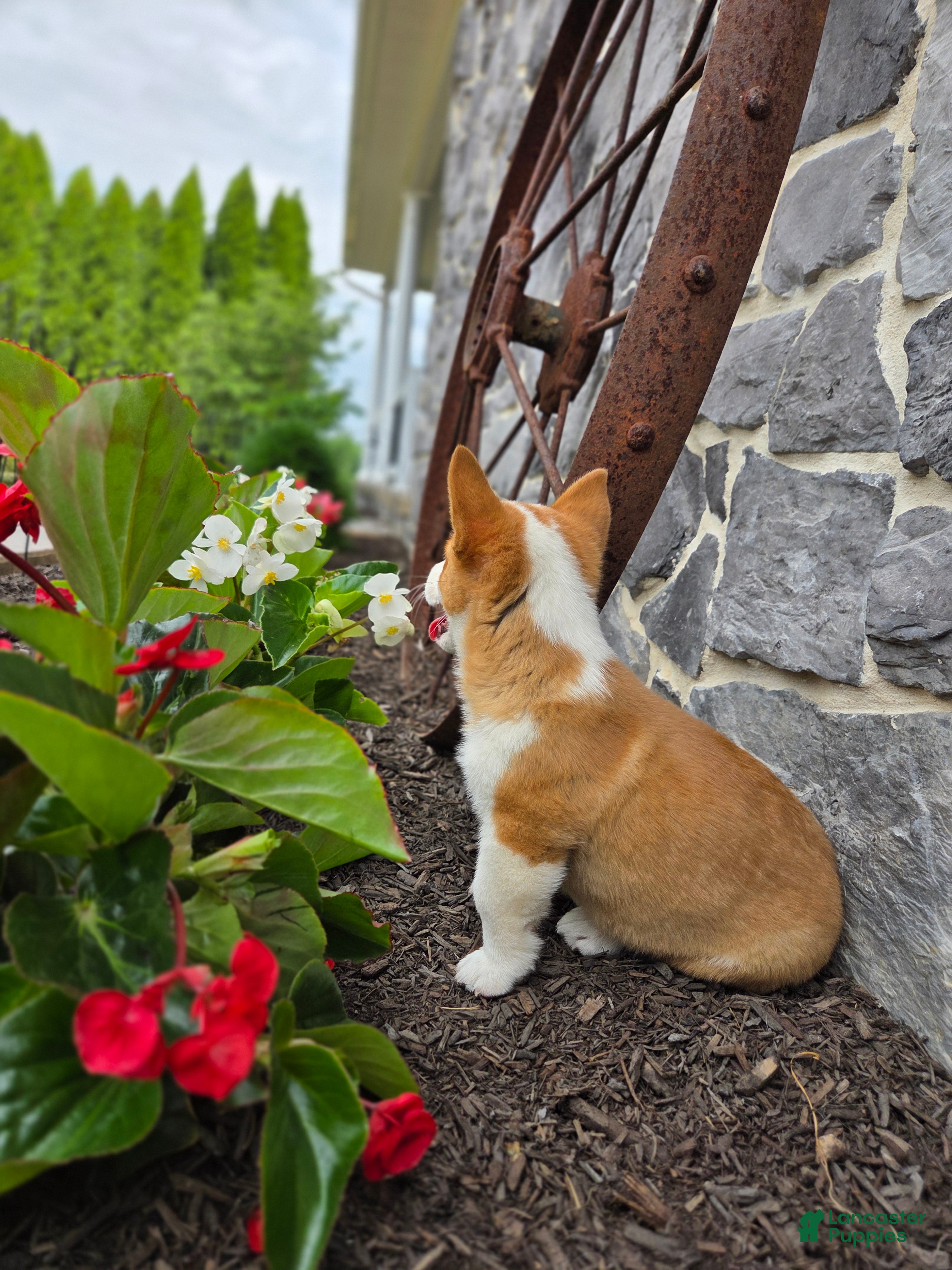 Welsh Corgi Pembroke dogs Peanut - Ad 2