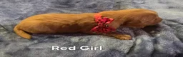 Golden Retriever dogs for sale: Red Girl - Ad 5