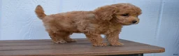 Bichpoo dogs for sale: Kyle 🐶💖 - Ad 26