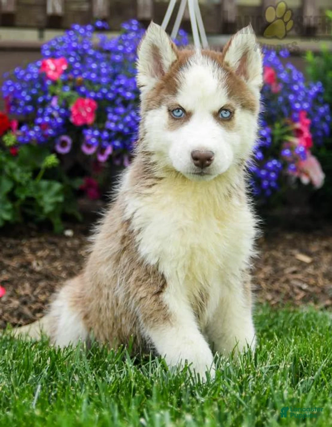 Gallery Image {{count}}