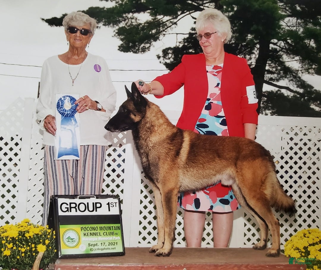 Belgian Malinois dogs for sale: Halo - Ad 14