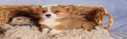 Welsh Corgi Pembroke dogs for sale: Bently💙 - Ad 16