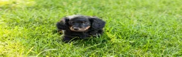 Miniature Dachshund dogs for sale: Bella  - Ad 2