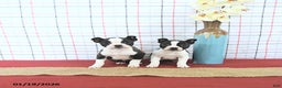 Boston Terrier dogs for sale: Juliet - Ad 3
