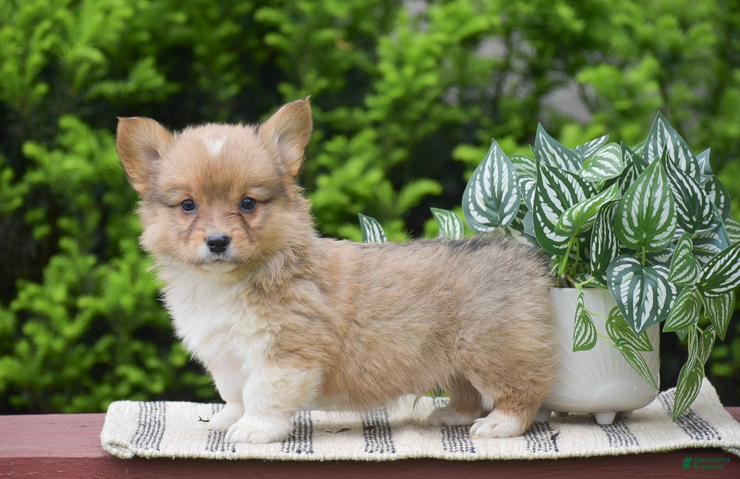 Welsh Corgi Pembroke dogs for sale: Fargo - Ad 3