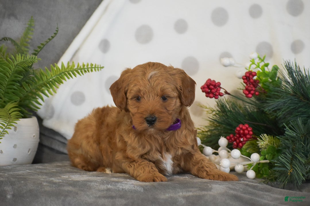 Mini Goldendoodle dogs for sale: Rachel - Ad 8
