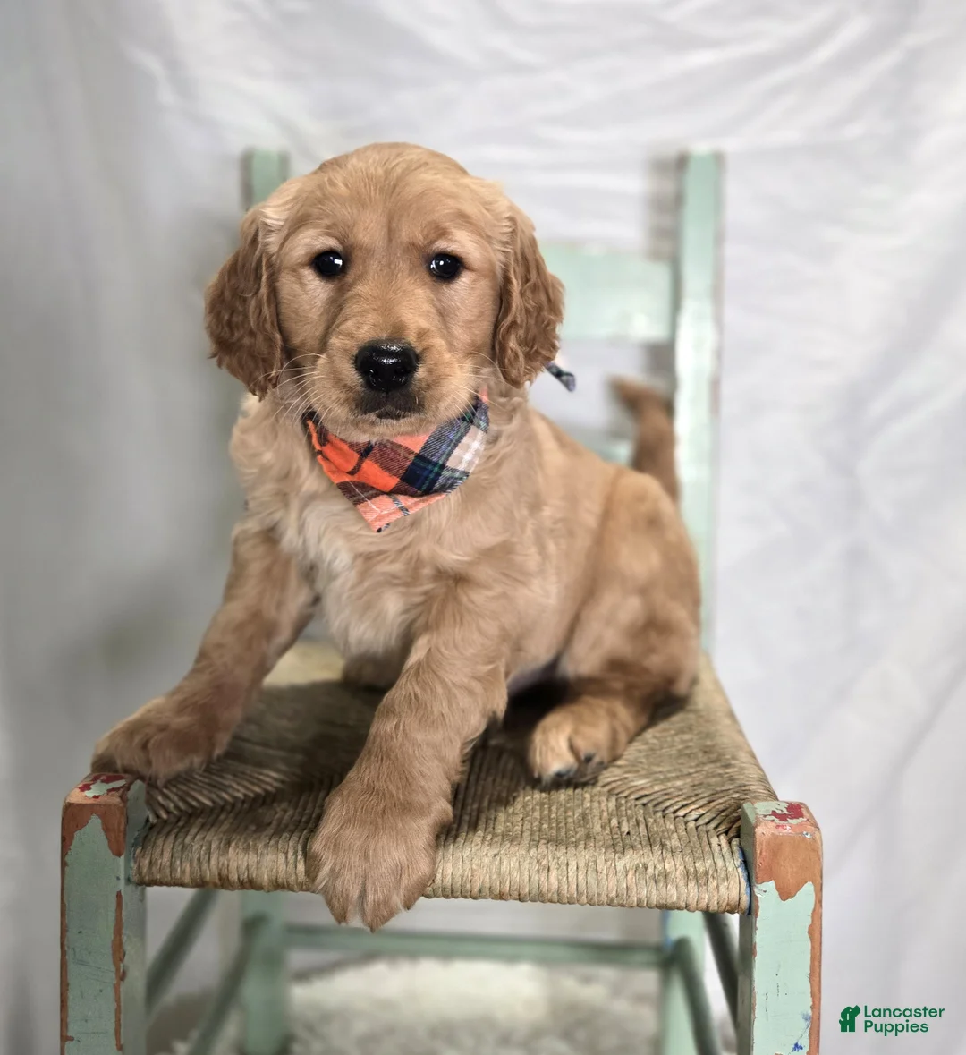 Golden Retriever dogs for sale: Pete - Ad 1