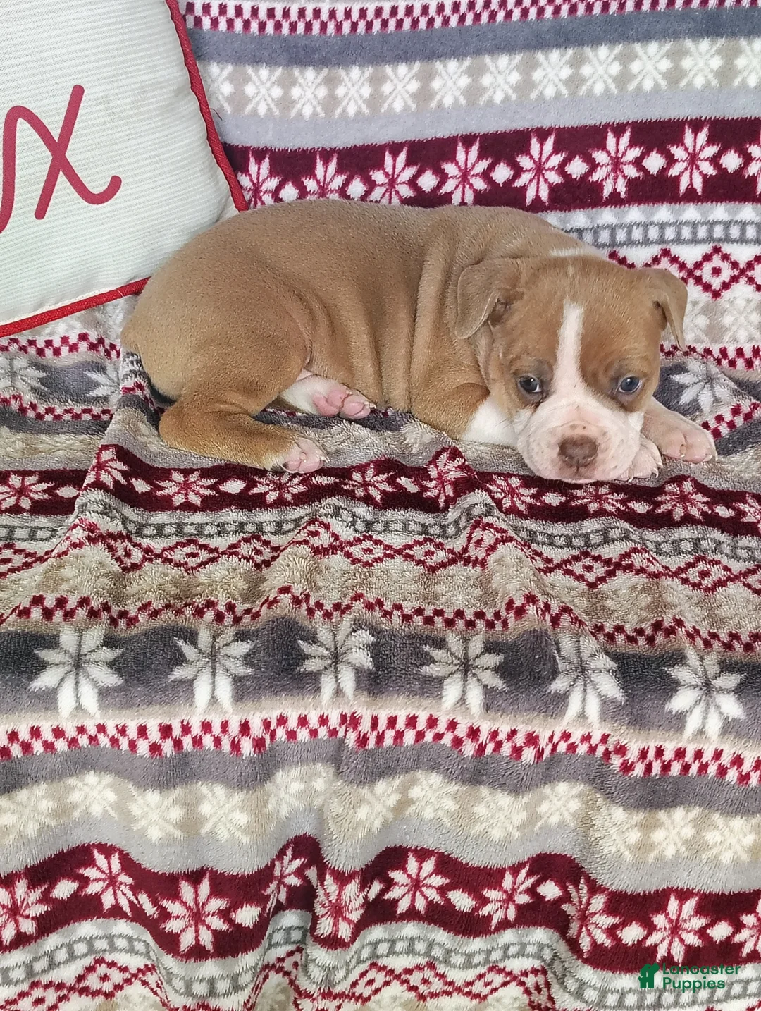 Olde English Bulldogge dogs for sale: Sophie - Ad 4