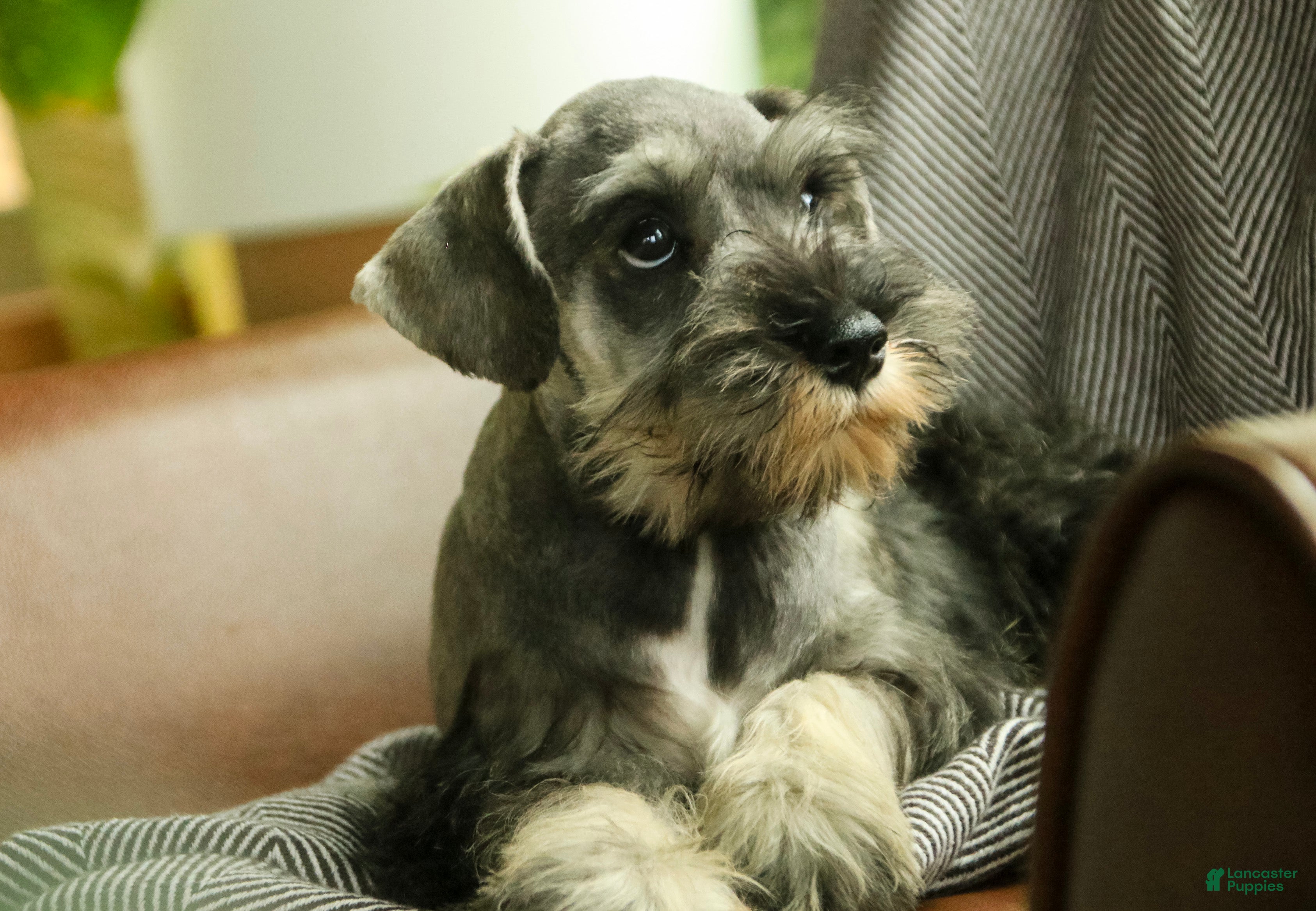 Miniature Schnauzer dogs Quest Miniature Schnauzer  - Ad 2