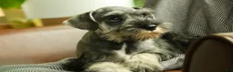 Miniature Schnauzer dogs for sale: Quest Miniature Schnauzer  - Ad 9