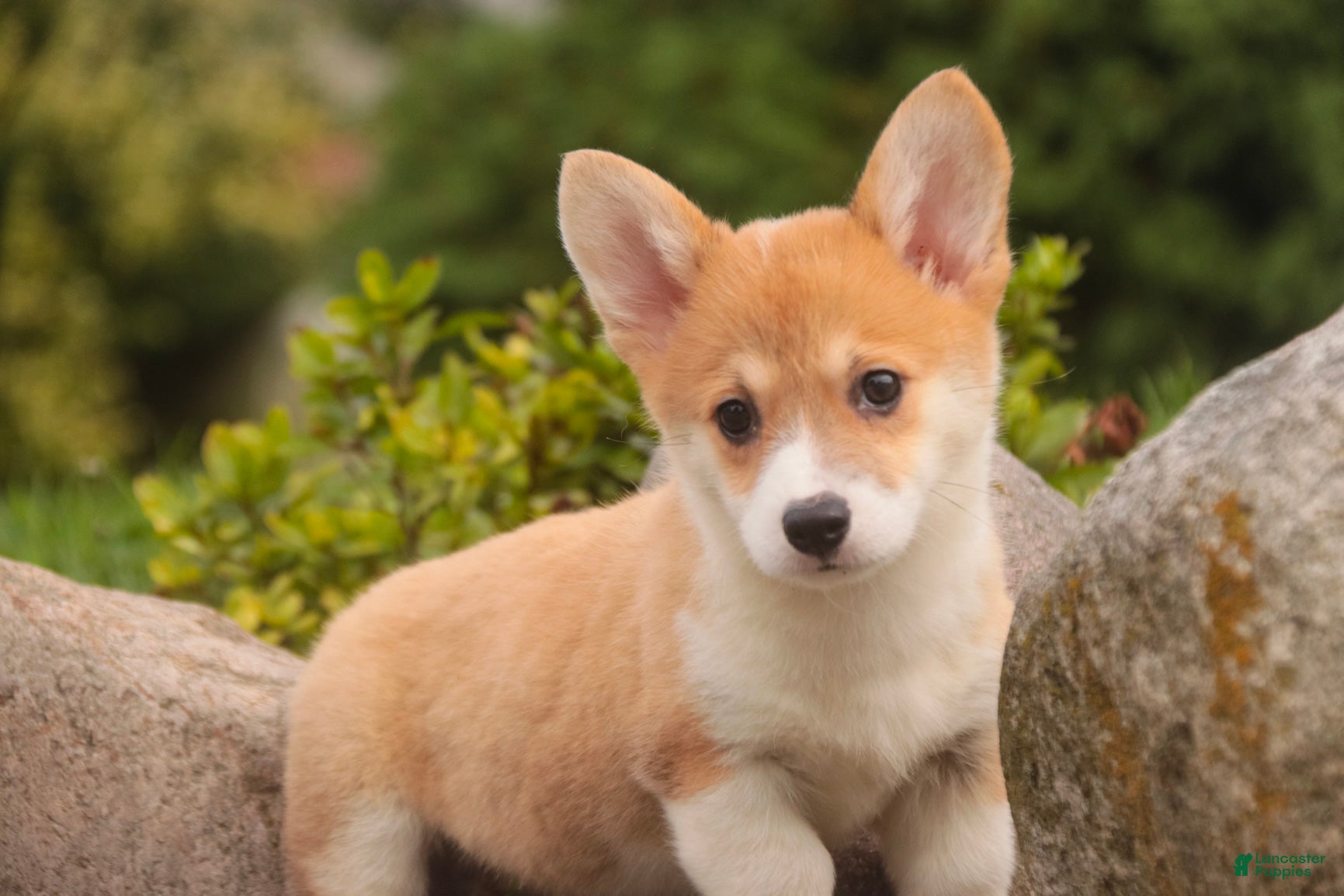 Welsh Corgi Pembroke dogs Miriam Welsh Corgi Pembroke - Ad 1