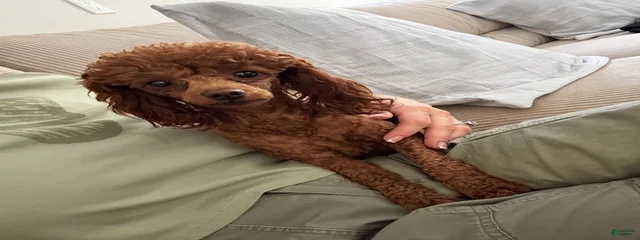 Pip