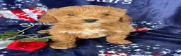 Mini Goldendoodle dogs for sale: Barney - Ad 4