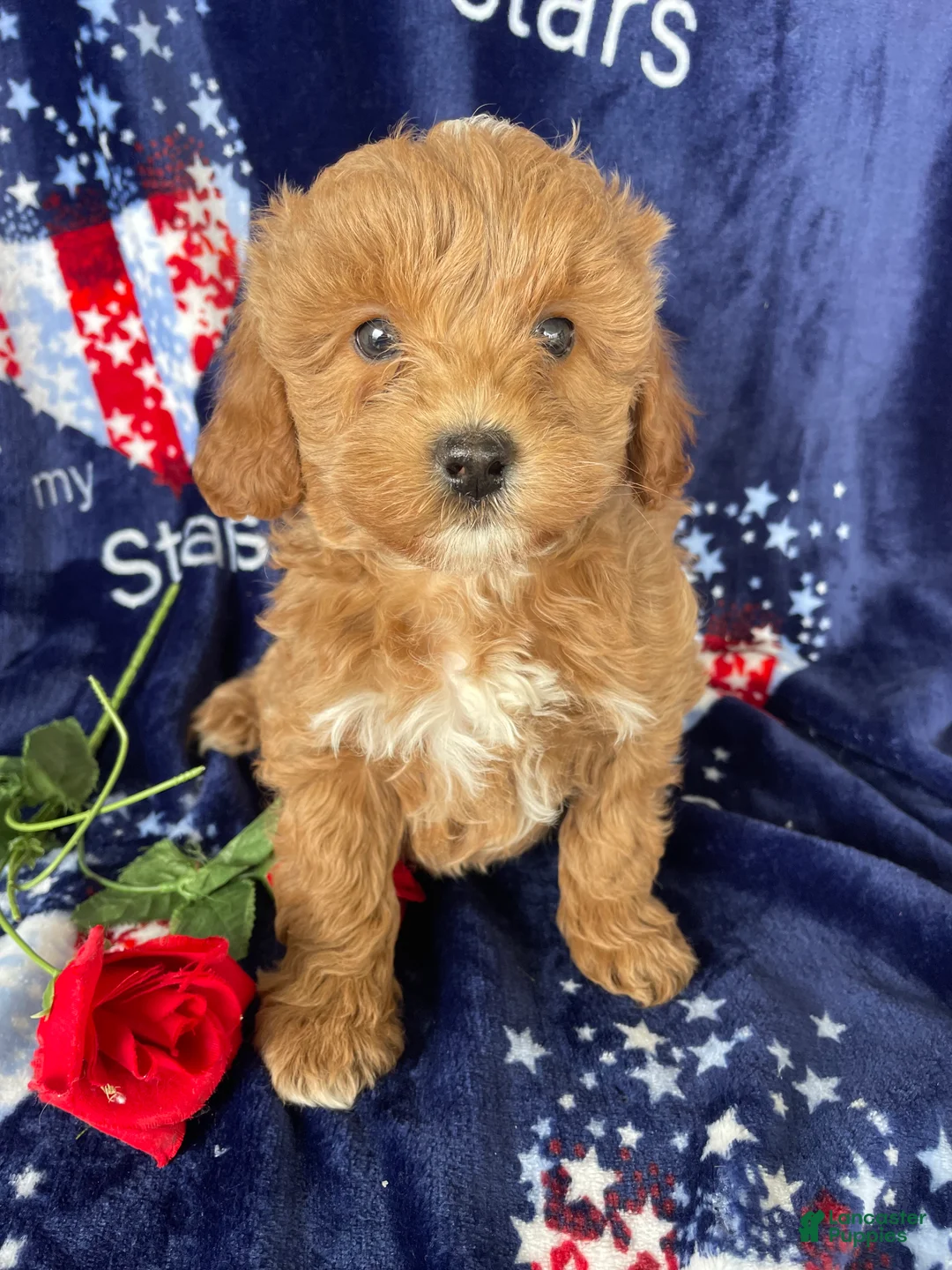 Mini Goldendoodle dogs for sale: Barney - Ad 4
