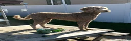 Goldendoodle dogs for sale: Ash - Ad 3