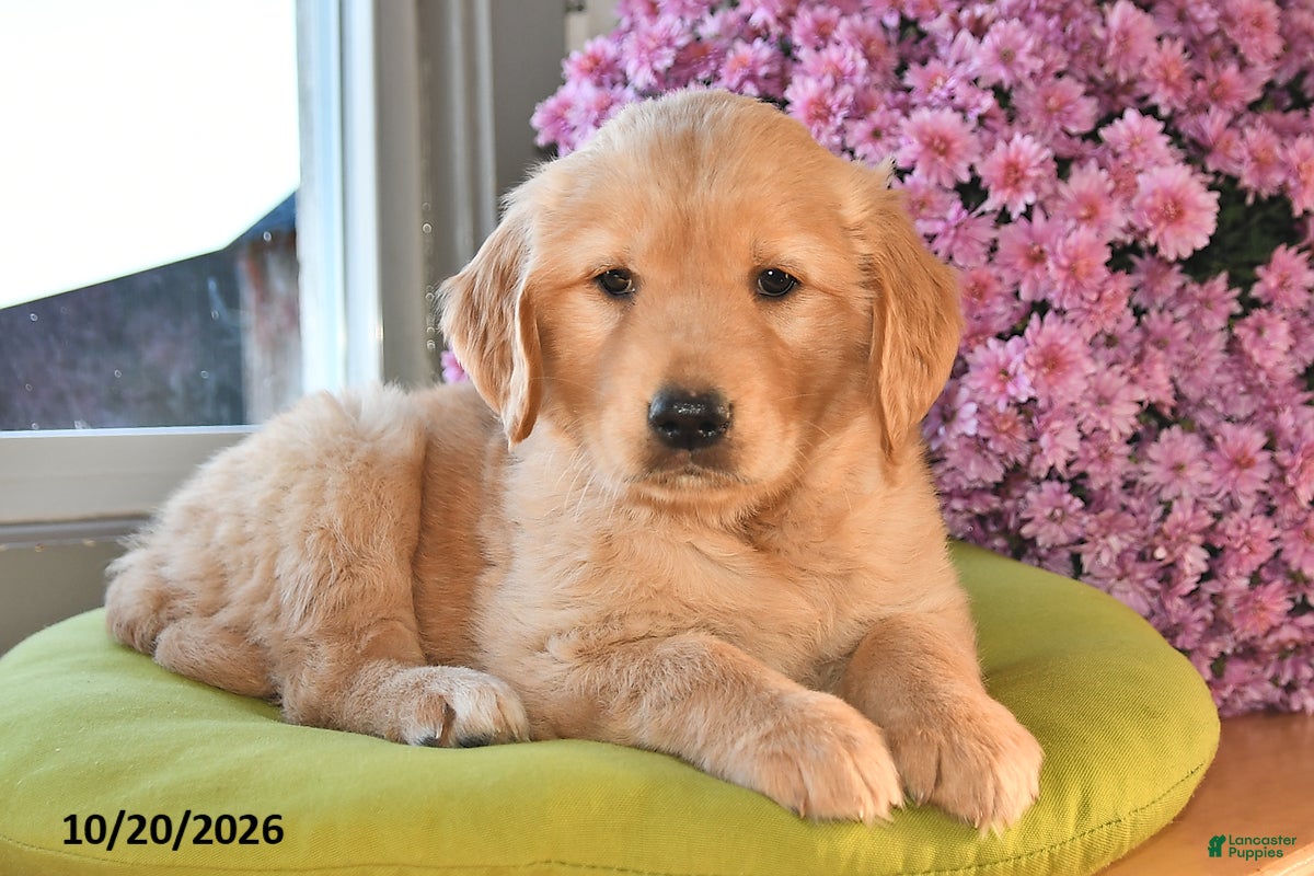 Golden Retriever dogs for sale: Roxy - Ad 2
