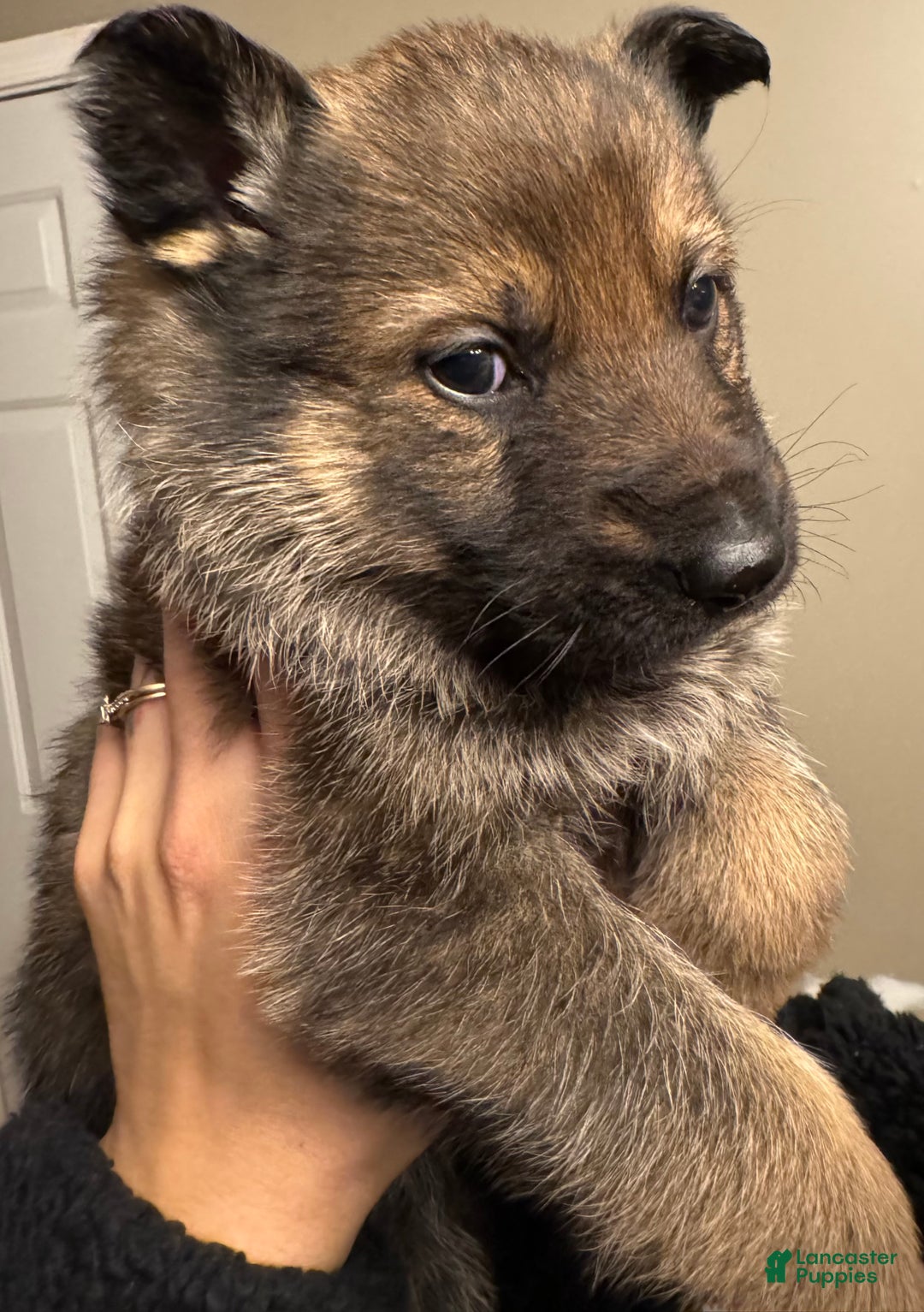 German Shepherd dogs for sale: Thor - Ad 5