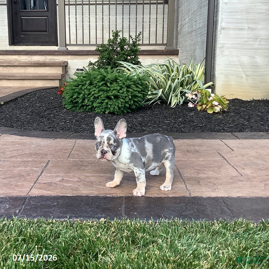 French Bulldog dogs for sale: Violet - Ad 3