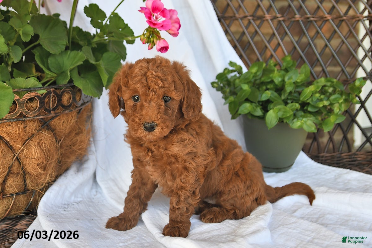 Mini Goldendoodle dogs for sale: Mo - Ad 1
