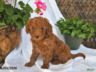 Mini Goldendoodle dogs for sale: Mo - Ad 4