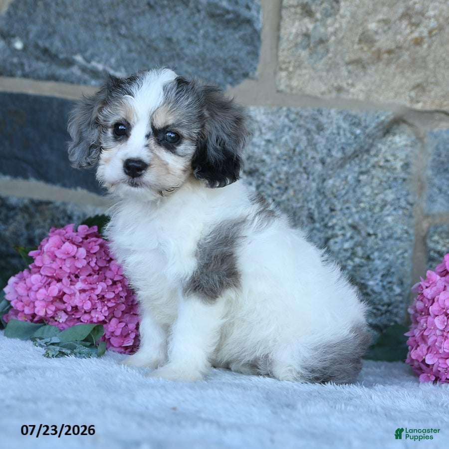 Cavachon dogs Fluffy - Ad 1